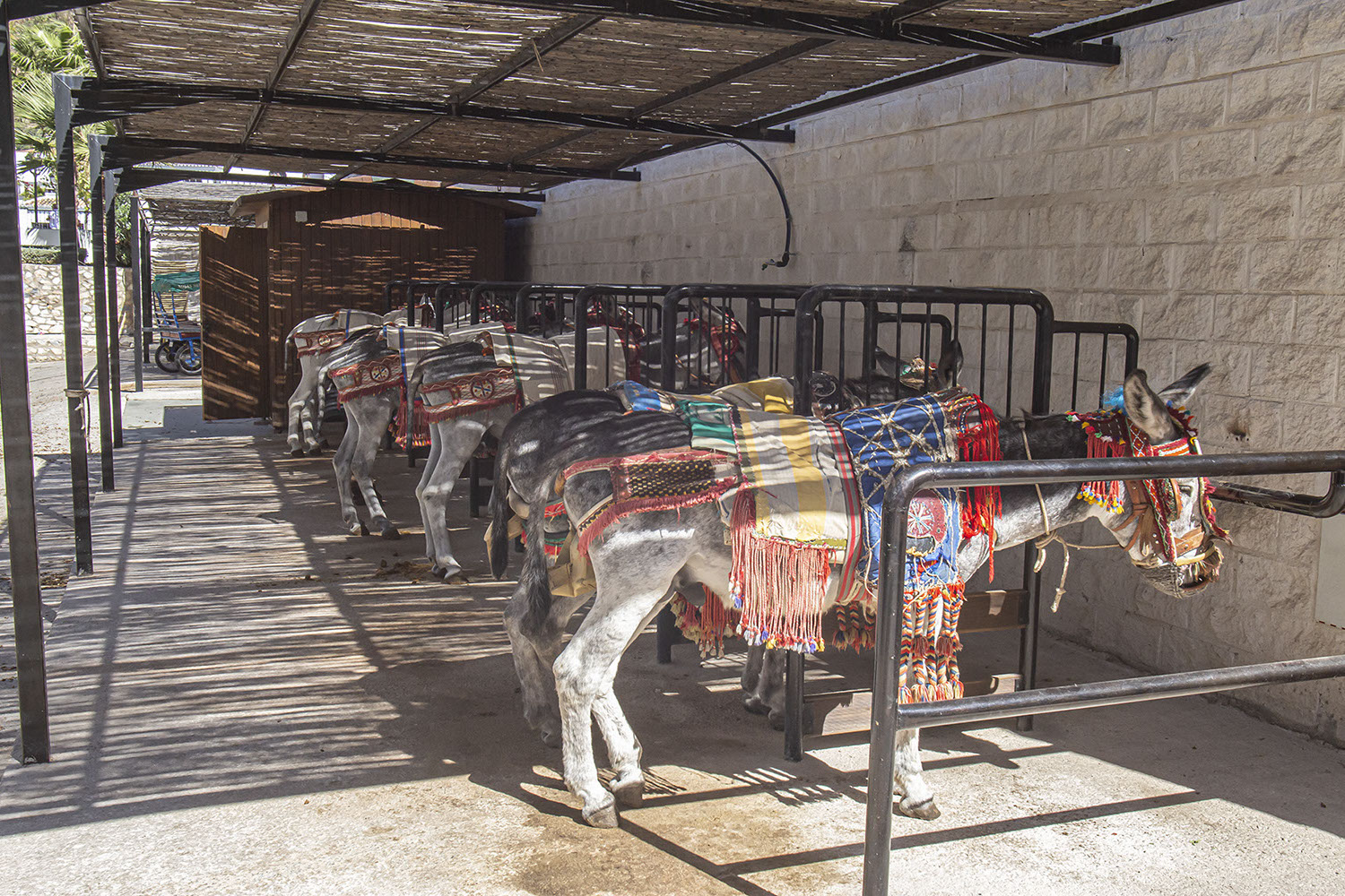 Donkeys resting in shade, Mijas, Spain